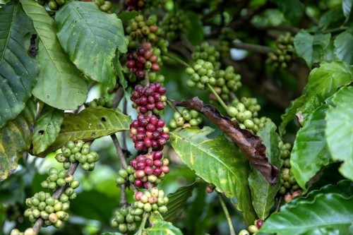 https://www.ajot.com/images/uploads/article/coffee_plant.jpg