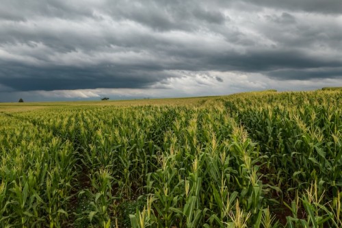 https://www.ajot.com/images/uploads/article/corn_field.jpg