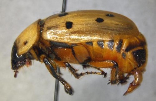 https://www.ajot.com/images/uploads/article/cyclocephala_forcipulata_male_%284%29.jpg