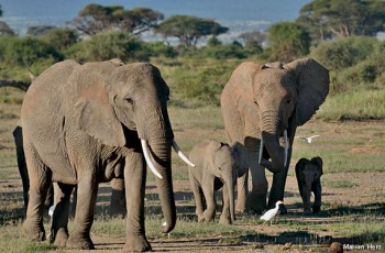 https://www.ajot.com/images/uploads/article/elephant-family-Marian-Herz.jpg