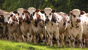 https://www.ajot.com/images/uploads/article/normande_cows.jpg