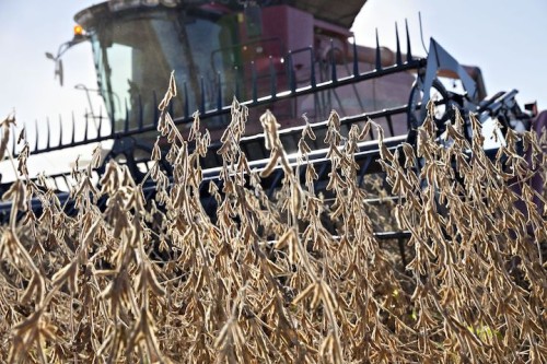 https://www.ajot.com/images/uploads/article/soybean_harvest.jpg