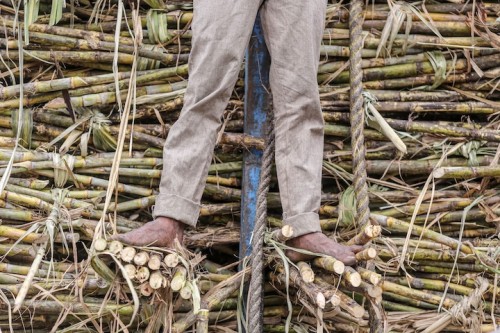 https://www.ajot.com/images/uploads/article/sugar_cane.jpg