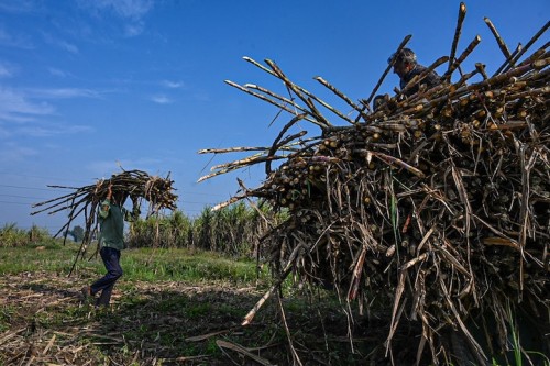 https://www.ajot.com/images/uploads/article/sugar_harvest.jpg