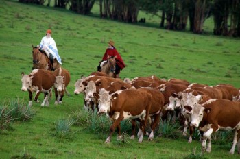 https://www.ajot.com/images/uploads/article/uruguay-cattle-drive.jpg