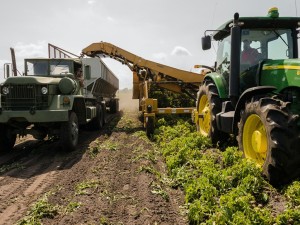 Farming