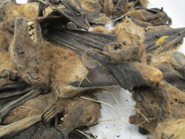 CBP agriculture specialists in Louisville stop a shipment containing dead bats and birds