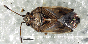 Dulles agriculture specialists catch two dangerous insect pests of distinction – one first-in-port, one not seen in 40 years