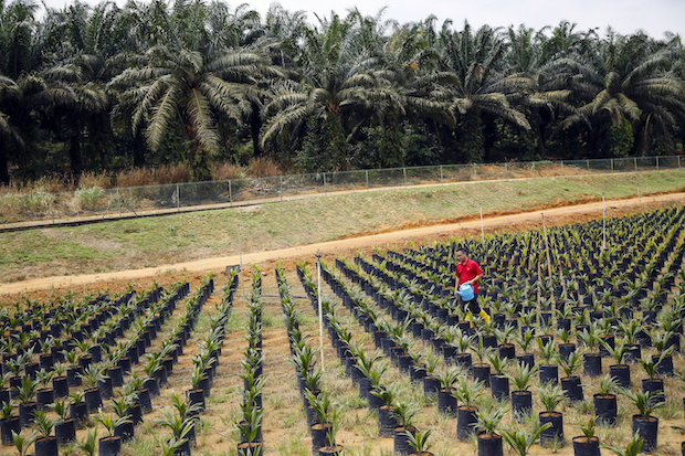 Cbp Issues Detention Order On Palm Oil Produced With Forced Labor In Malaysia Ajot Com