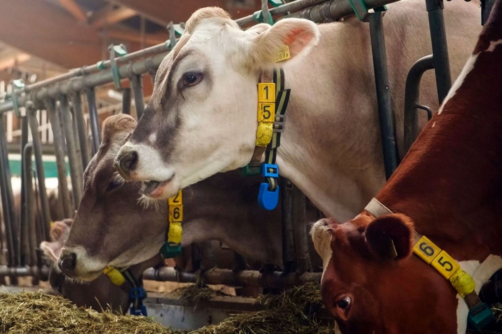 A cow wearing a 5G-connected device in Taenikon. Source: Agroscope/Sunrise/Huawei