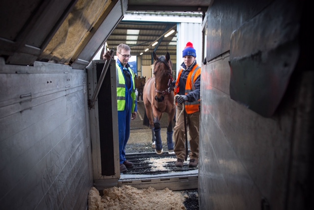 Etihad Cargo to transport 68 horses to prestigious Longines