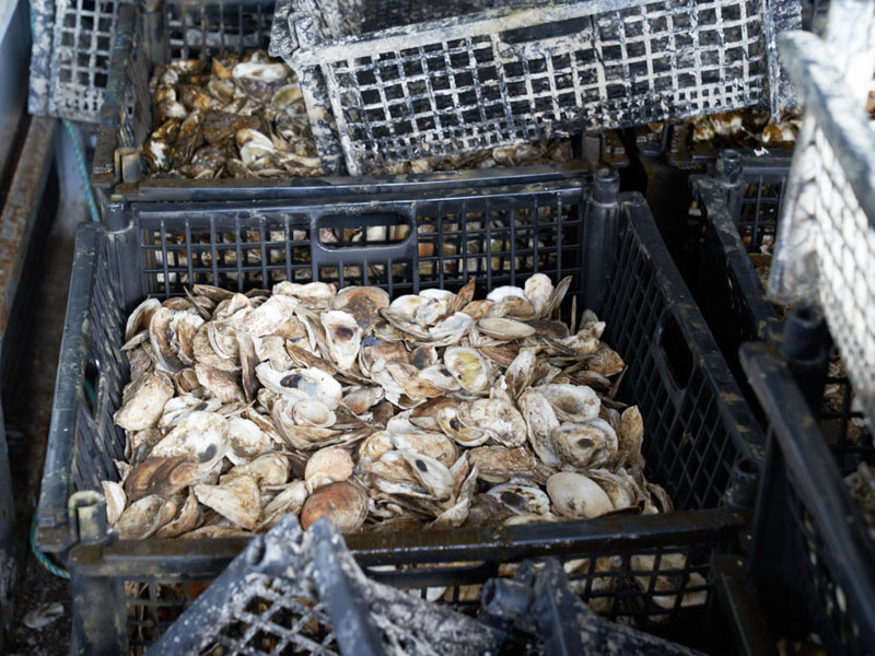 Photo by Douglas Lyle Thompson, courtesy of the Billion Oyster Project